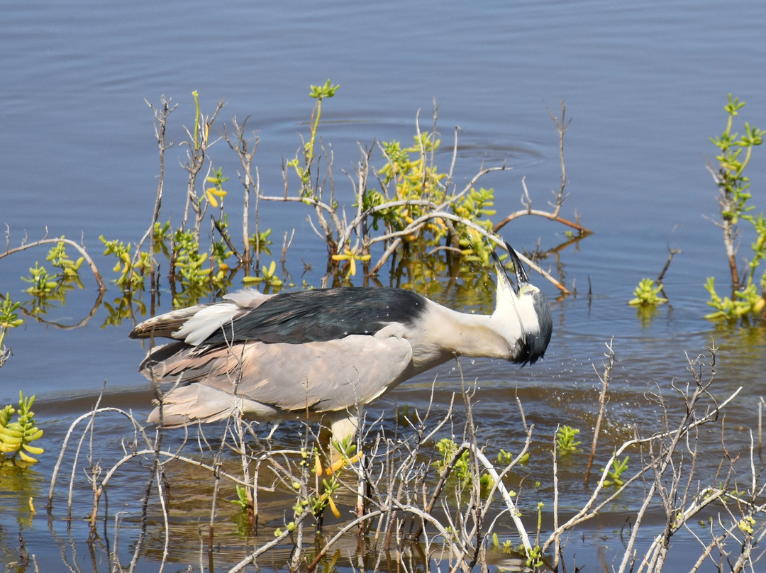 Kealia Coastal Boardwalk-基黑必去景点