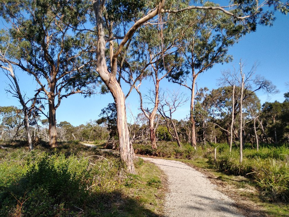 F Oswin Robert Koala Reserve-菲利普岛必去景点