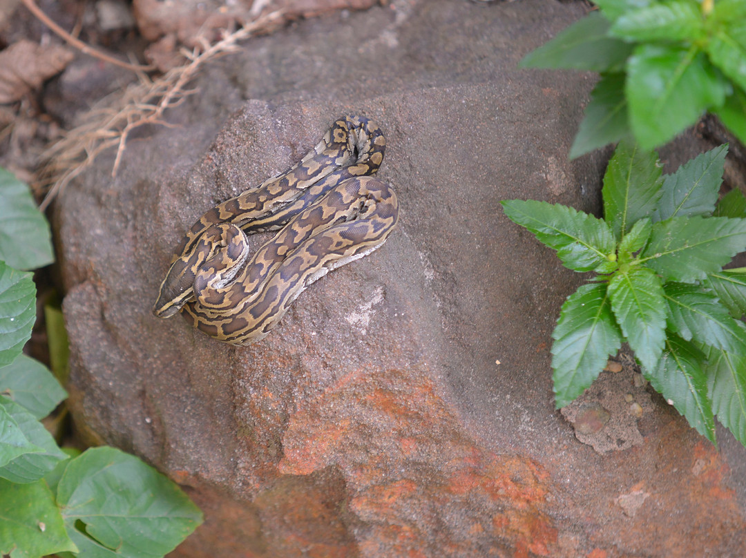 Dipi Crocodile Farm景点图片