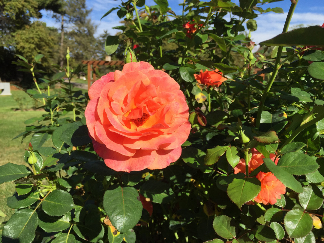 Allentown Rose Gardens景点图片