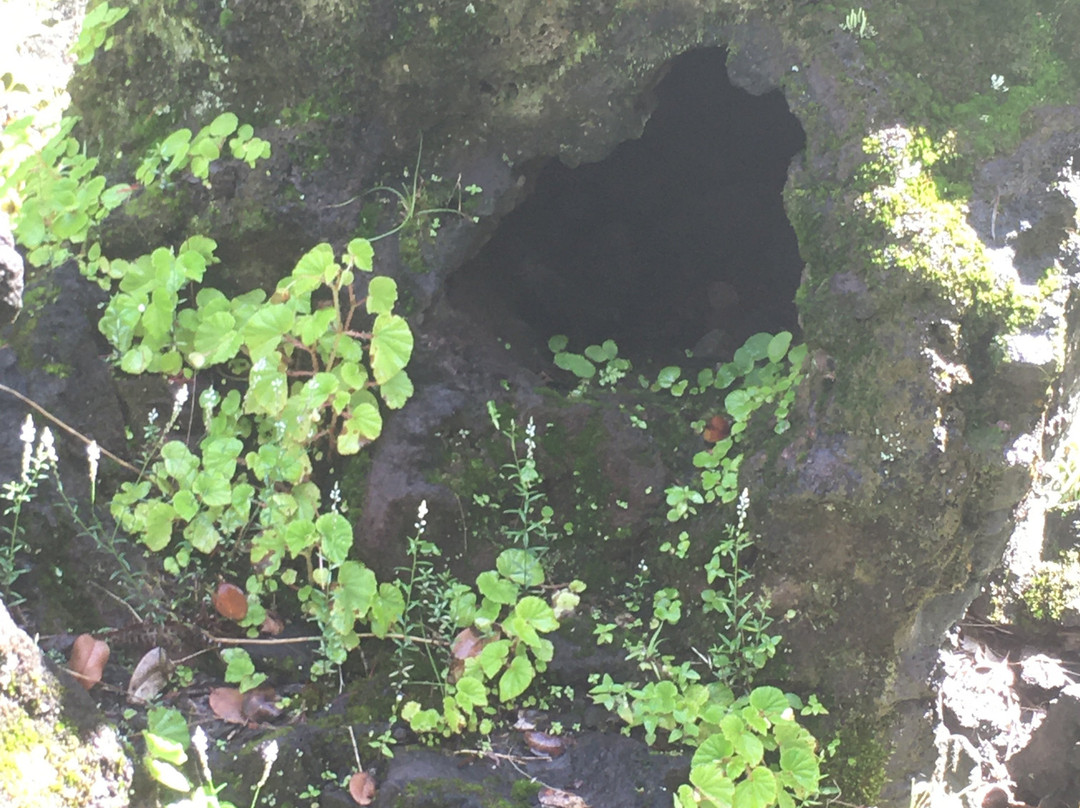 州立熔岩树公园-帕霍亚必去景点