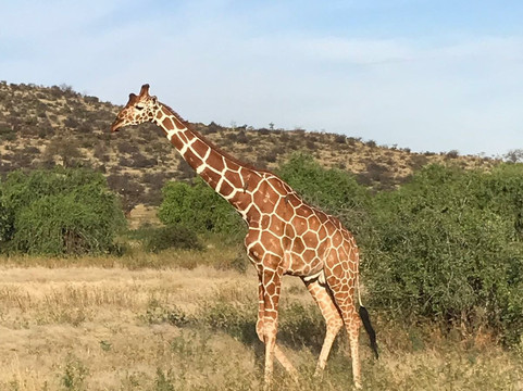PONGEZI AFRICA SAFARIS-内罗毕必去景点