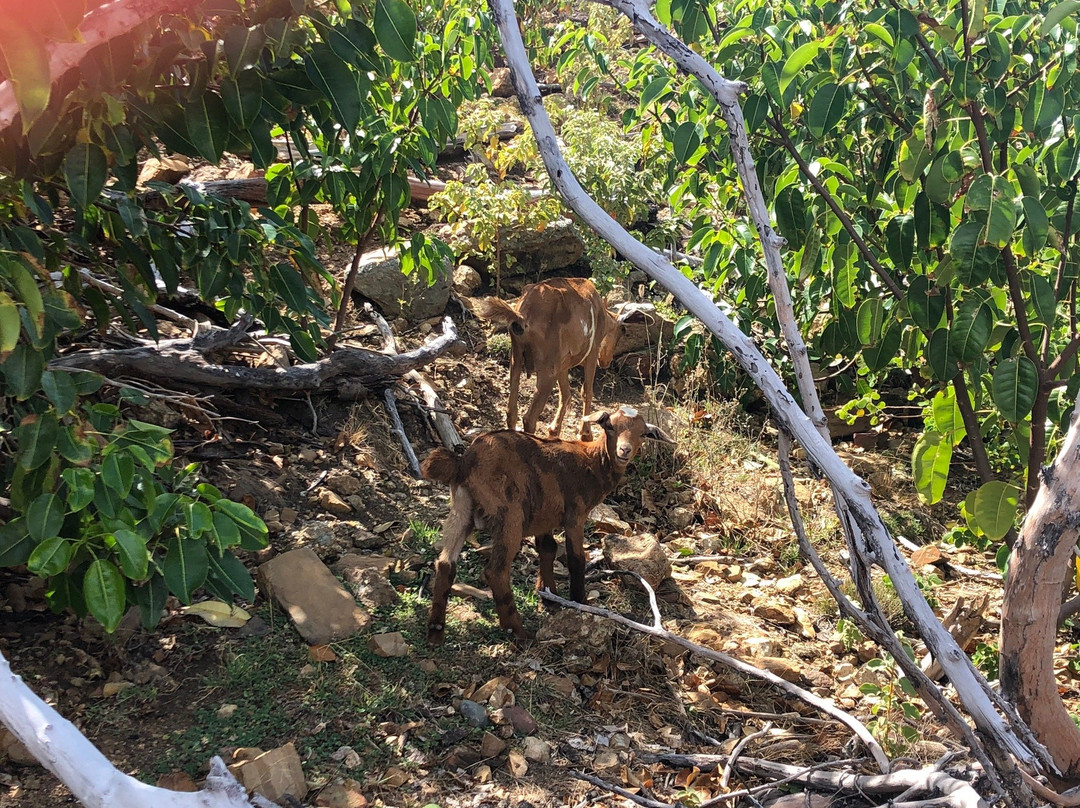 The Bubbly Pool-Jost Van Dyke必去景点