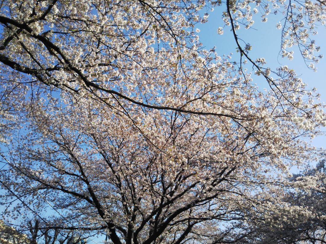 Sagamihara City Hall Sakura Street-相模原市必去景点