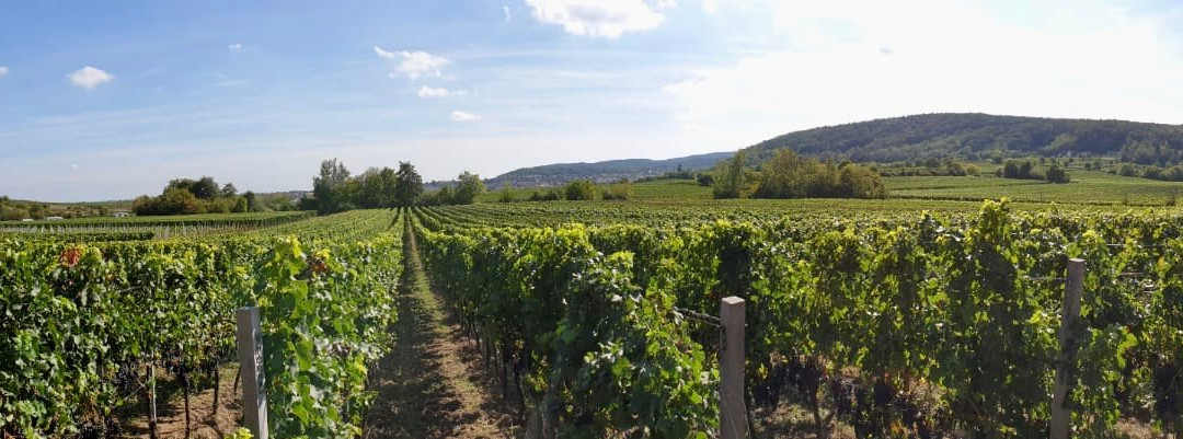 Weingut Zumstein-巴特迪克海姆必去景点
