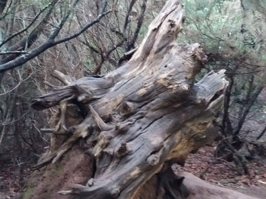 Sendero El Bosque Encantado景点图片