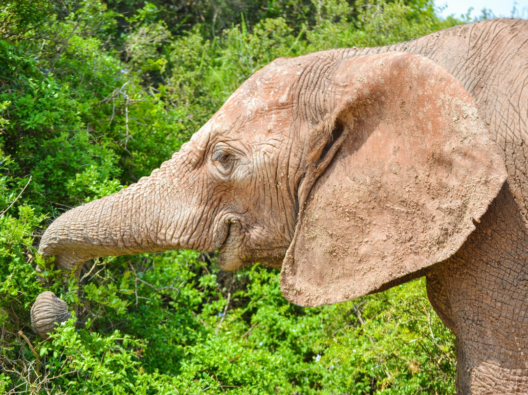 Addo Elephant Safaris-Colchester必去景点