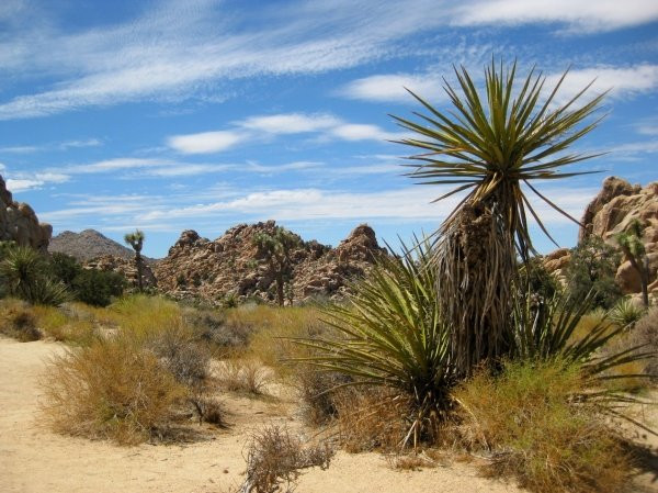 Lost Horse Valley-约书亚树国家公园必去景点