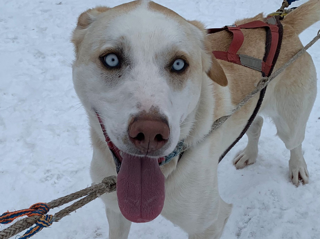 Eden Dogsledding-Eden Mills必去景点