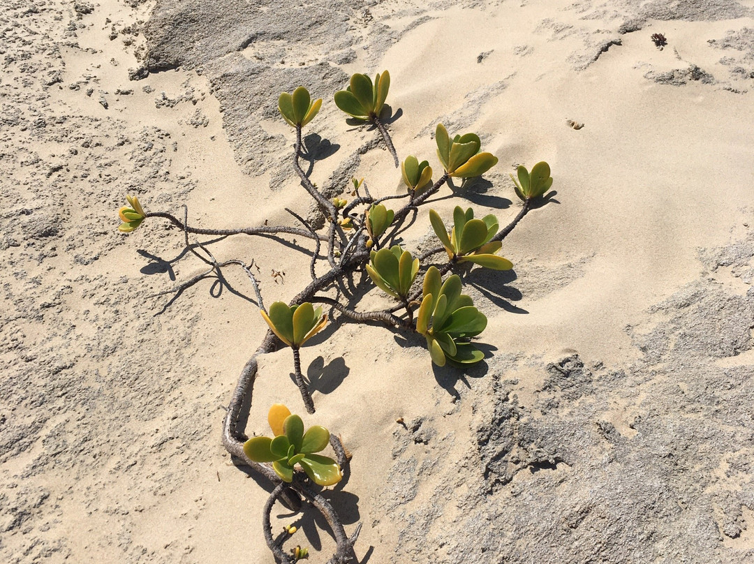 The Beach House主图