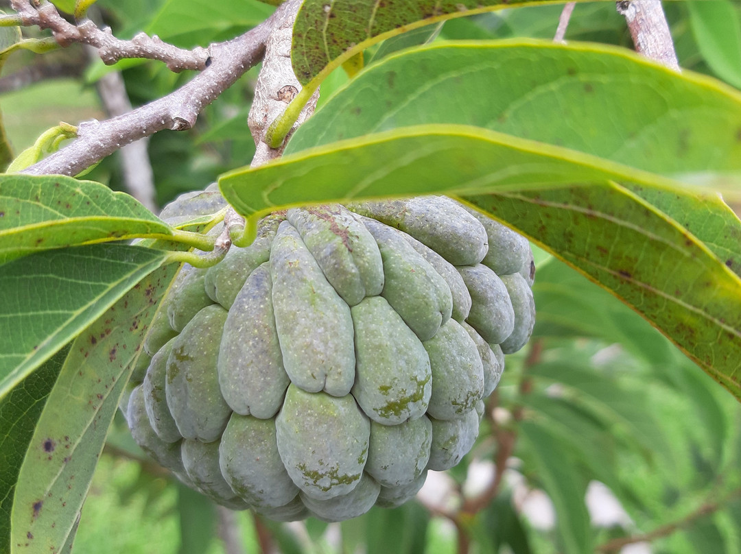 Royal Jus et Confitures de Fruits Tropicaux-Gros-Morne必去景点