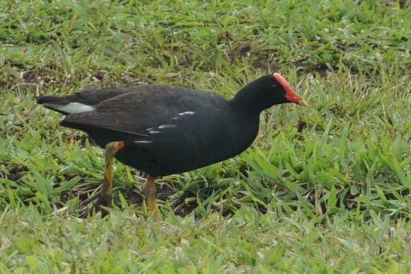 Hanalei National Wildlife Refuge-哈纳雷伊必去景点