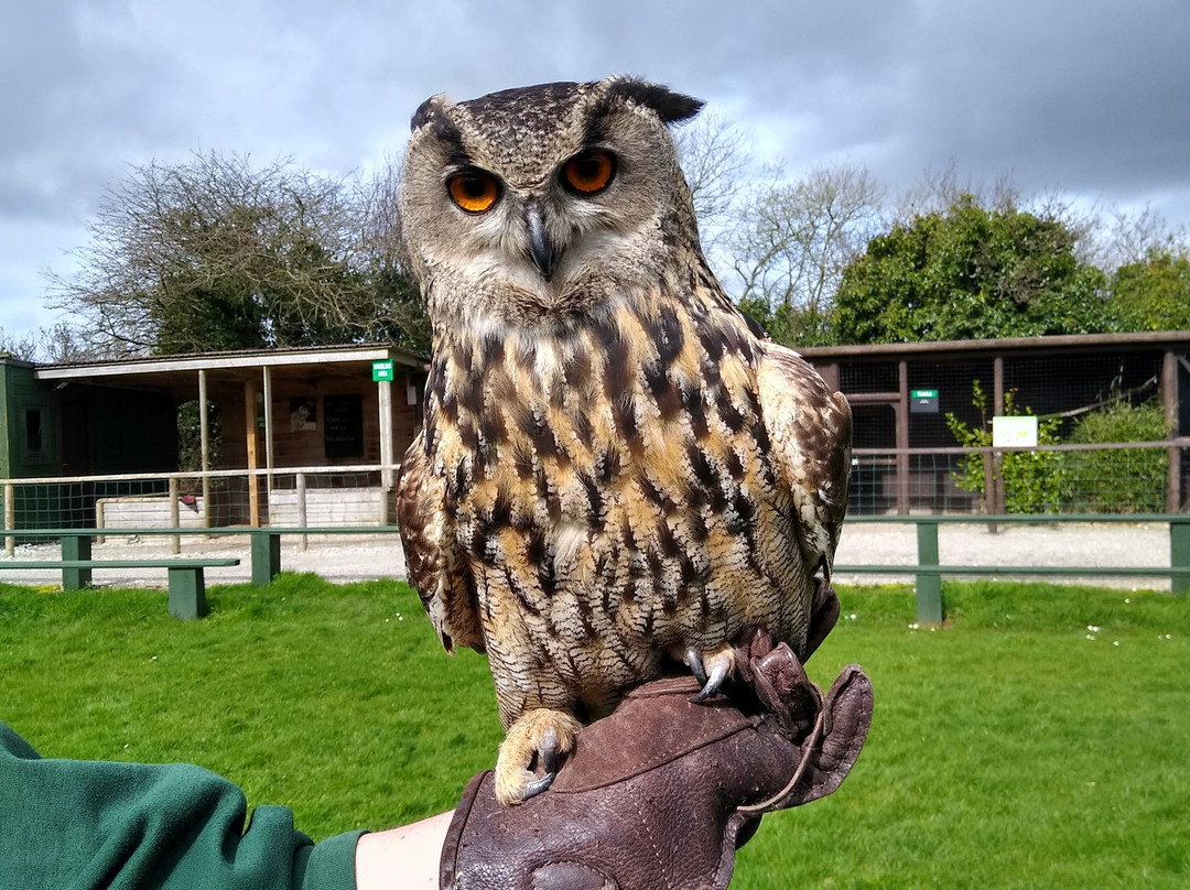 Screech Owl Sanctuary & Animal Park-St Columb Major必去景点