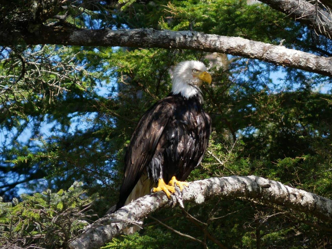 Port Renfrew Adventure Company景点图片