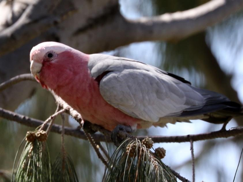 洛里厄特海滩-城市海滩必去景点