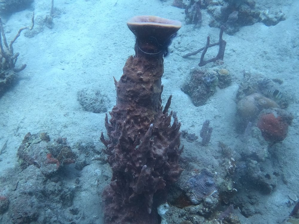 Starfish Diving Bocas景点图片