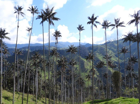 Escuela Aves de Salento-萨伦托必去景点
