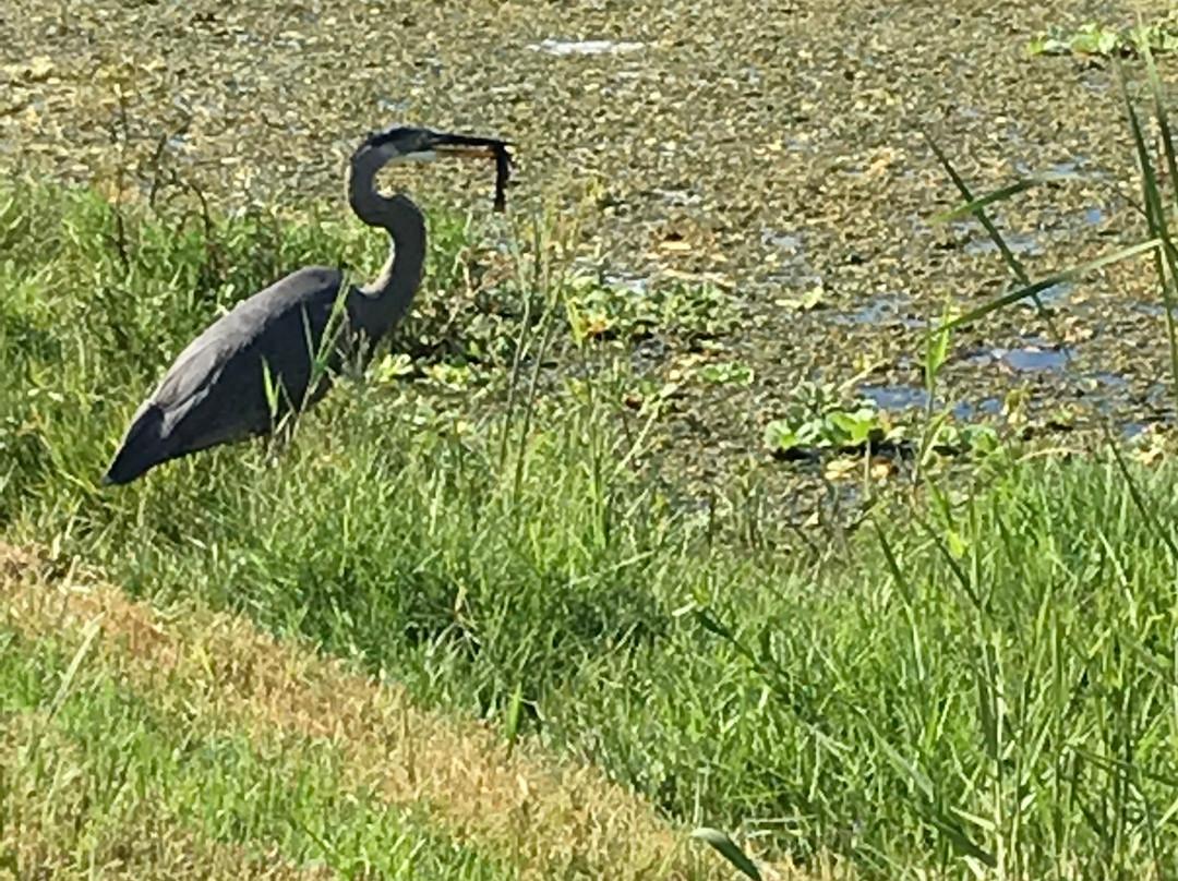 Lake Apopka Loop Trail-Apopka必去景点