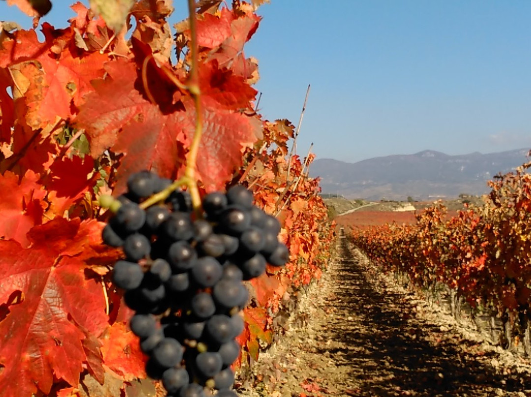 RunRioja-洛格罗尼奥必去景点