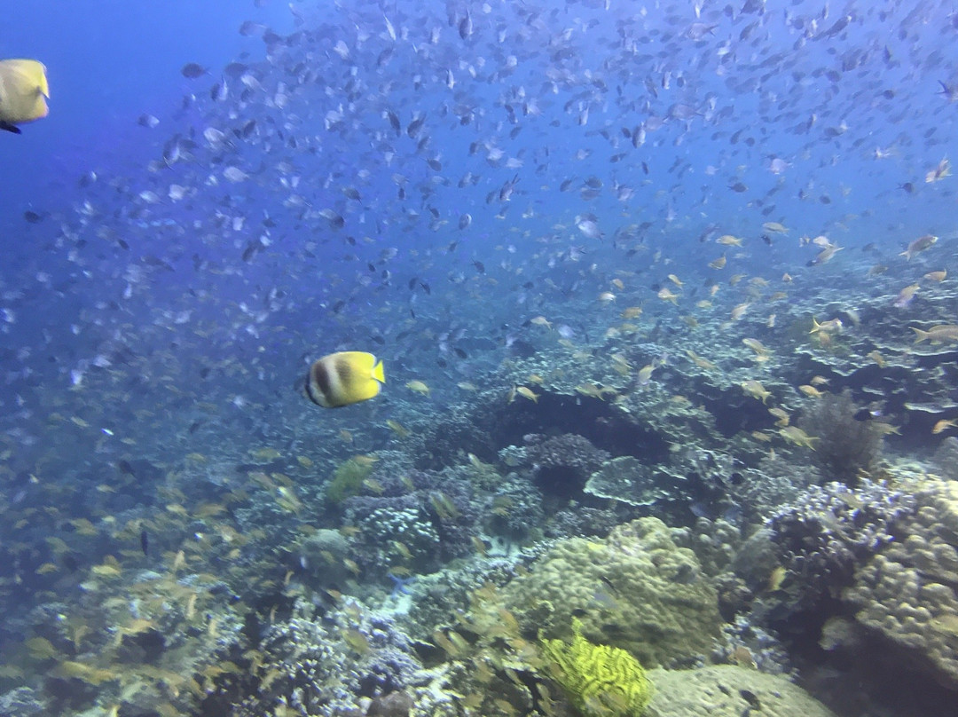 佩斯卡多尔岛-莫阿尔博阿尔必去景点
