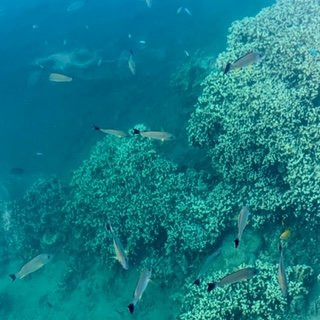 莫雷阿岛里那威海滩度假酒店主图