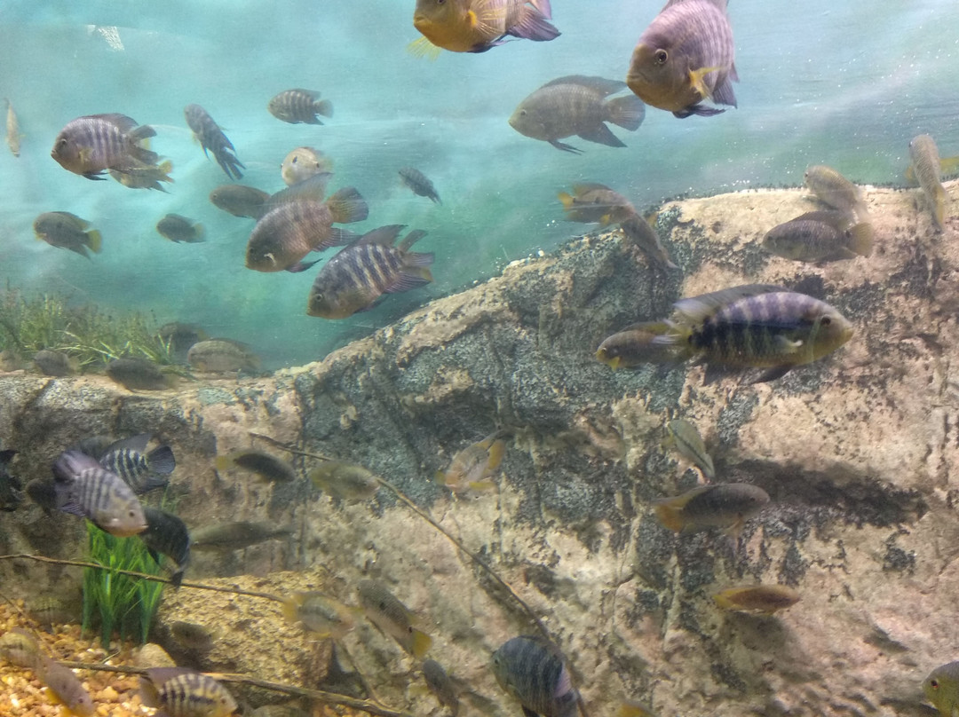 Acuario del Río Paraná景点图片