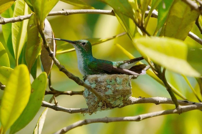 Osa Birders Tours景点图片