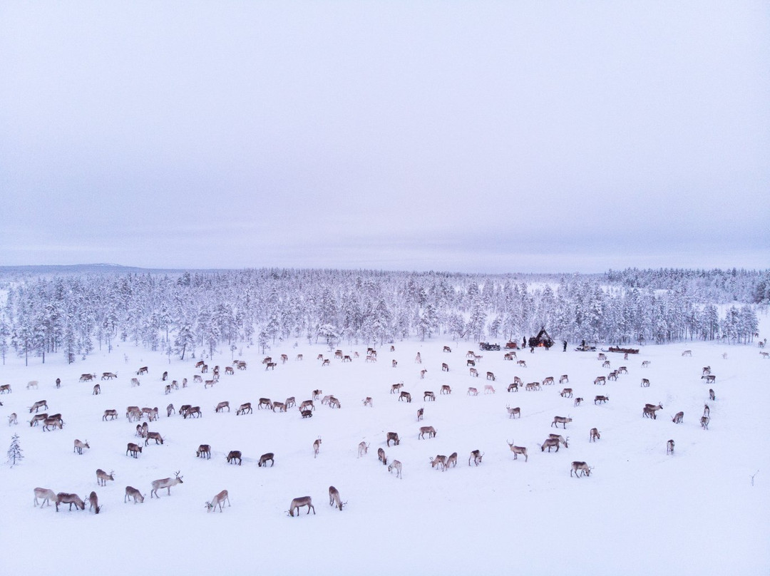 LIVING WITH REINDEER TOURS-Sodankyla必去景点