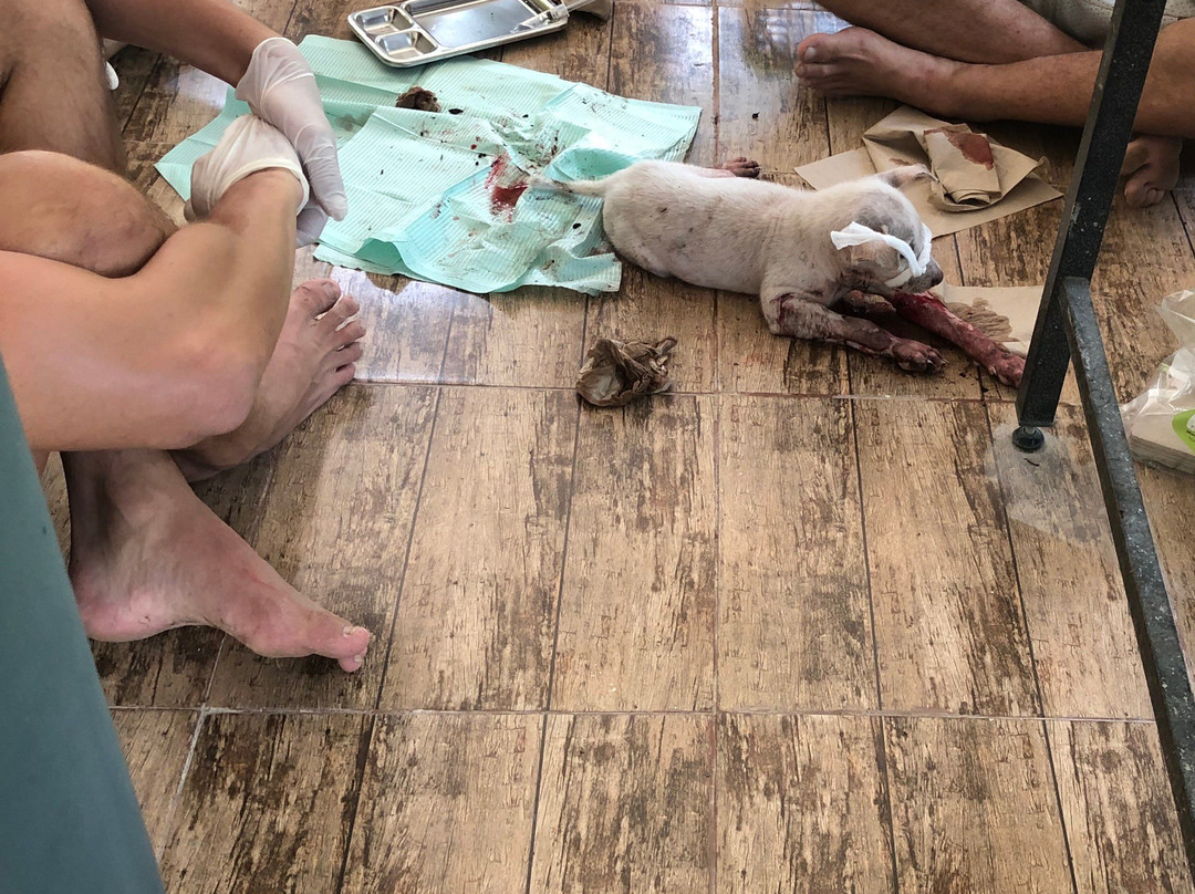 Sabai Dog-阁骨岛必去景点