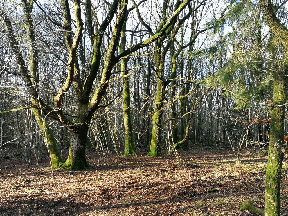 Loevbakke Naturcenter景点图片