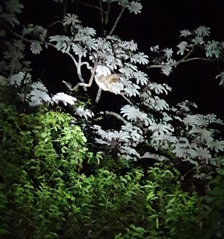 Monteverde Night Walk Costa Rica景点图片