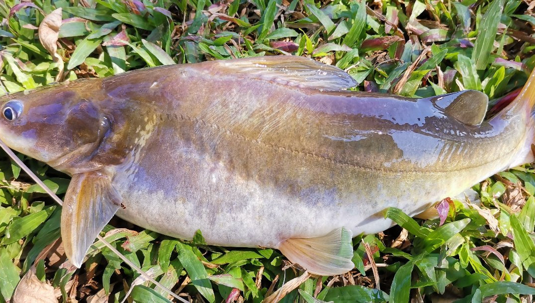 Llamados Fishing Lake-山甘烹必去景点
