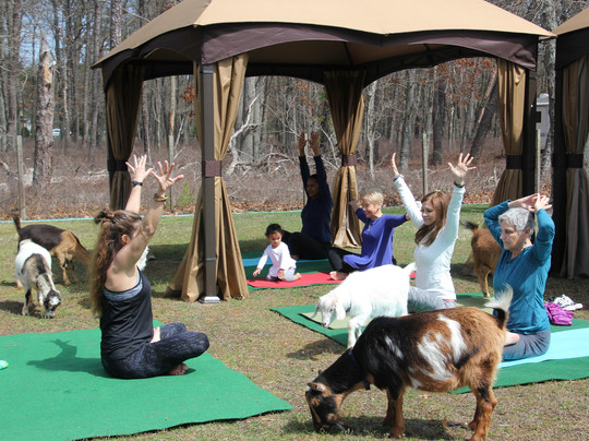 Angels in the Pines Goat Farm-Egg Harbor City必去景点