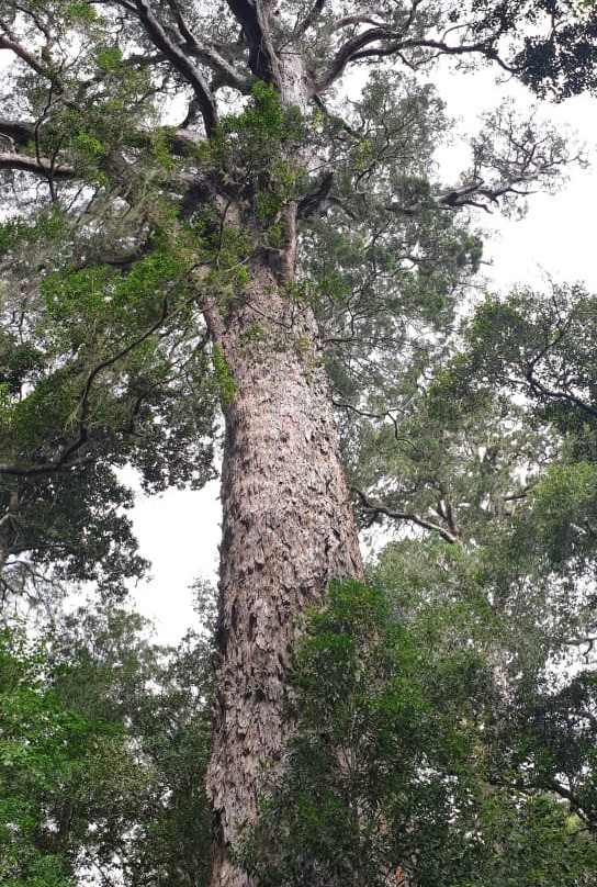 Tsitsikamma Forest’s Big Tree景点图片