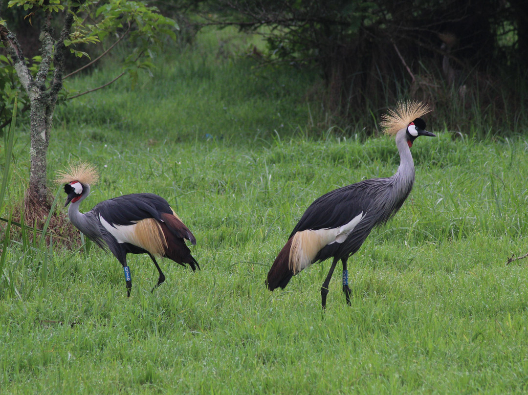 Umusambi Village-吉佳利必去景点