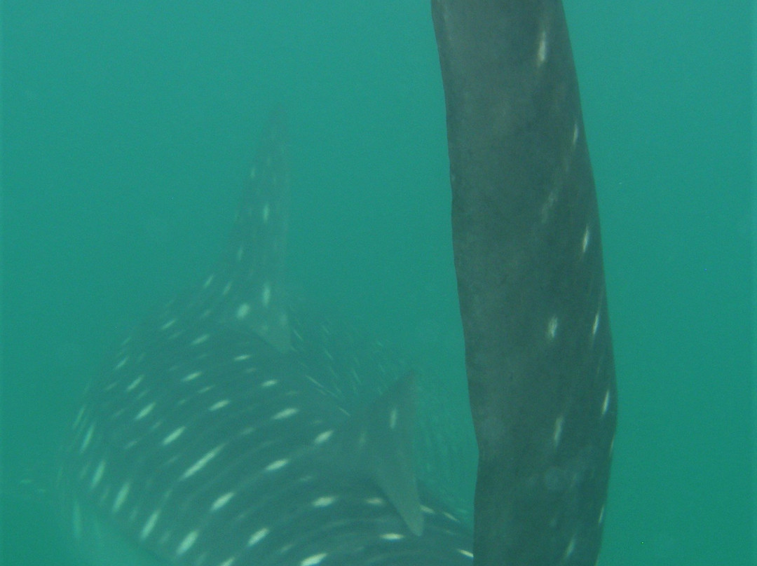 Kitu Kiblu: Responsible Marine Encounters-马菲亚岛必去景点
