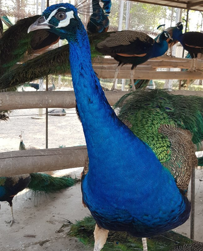 Samphran Peacock Park-三攀必去景点