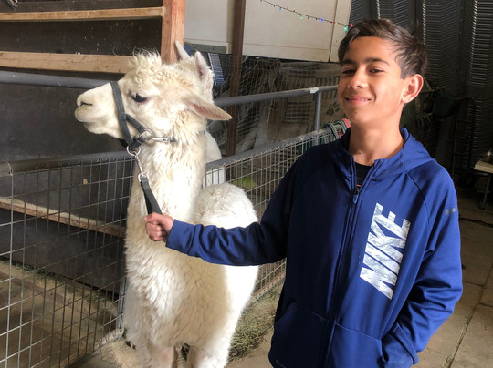 Alpacas of the Southwest-金曼必去景点