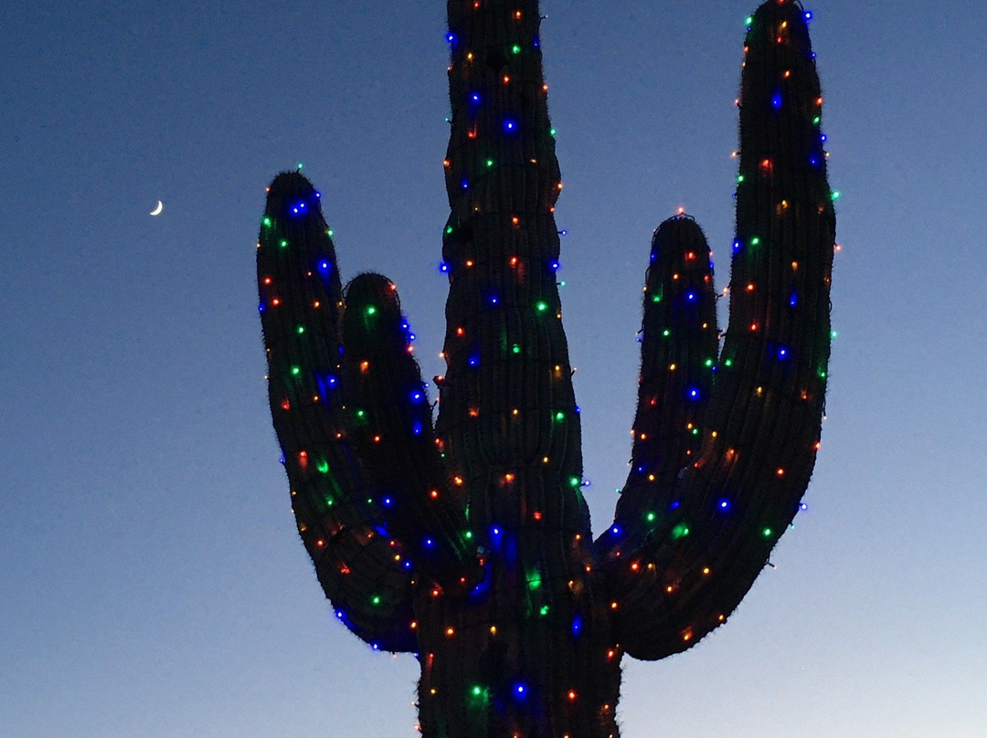 Carefree Desert Gardens-凯尔福利必去景点
