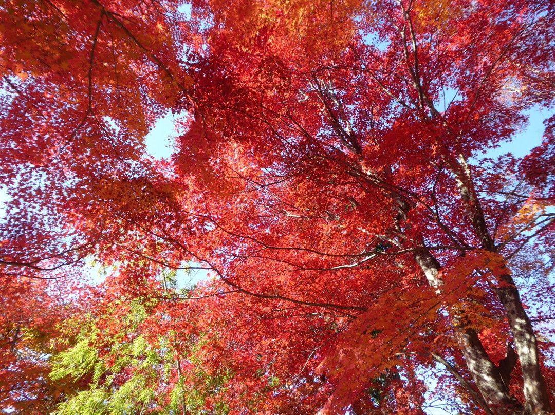 Saijosan Park Momiji Yama-肉粟市必去景点