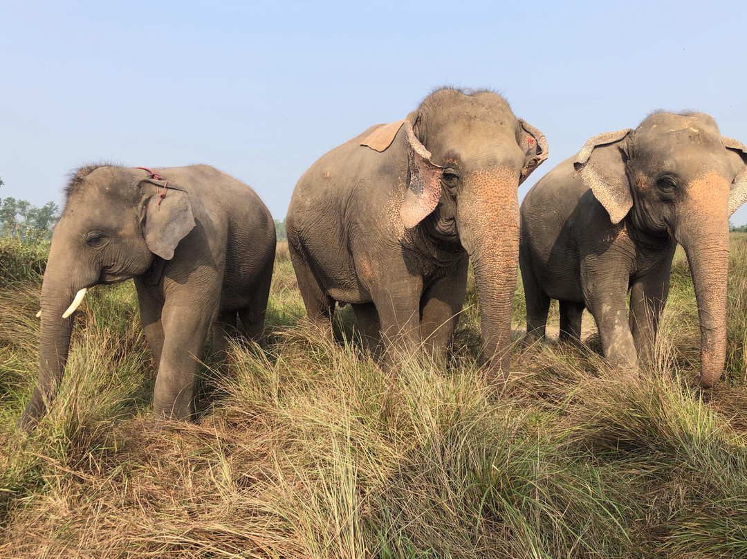 Everything Elephant-苏拉哈必去景点