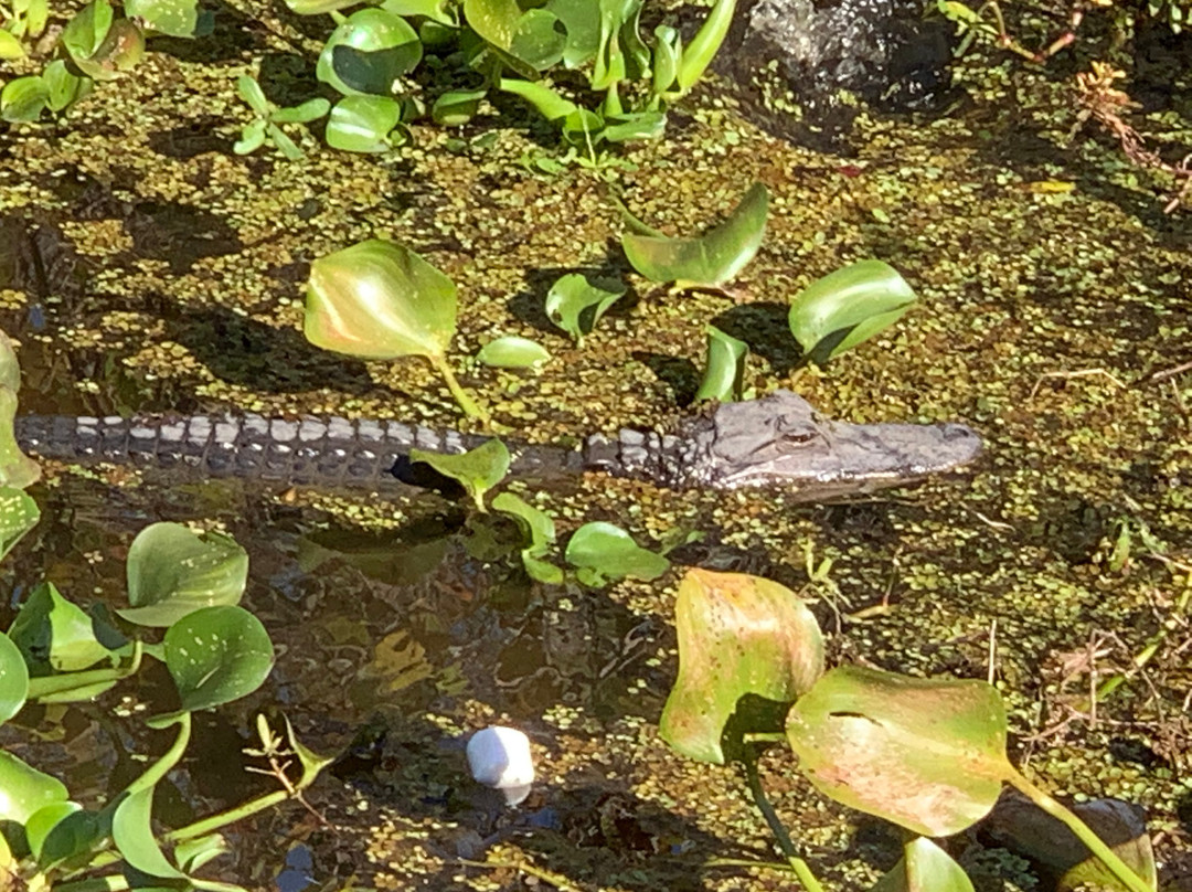 Cajun Critters Swamp Tour景点图片