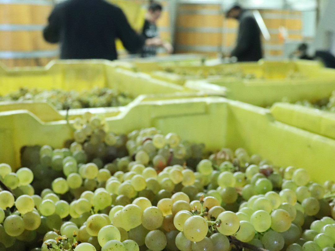 Malivoire Wine Company景点图片