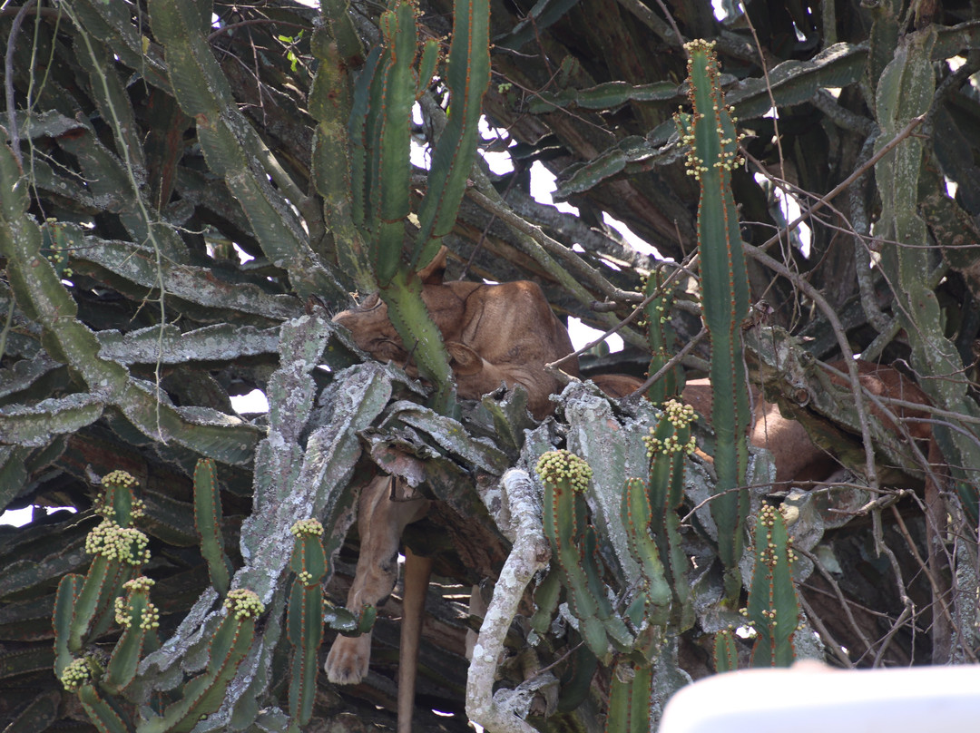 Mambo Gorilla Safari Uganda-吉佳利必去景点