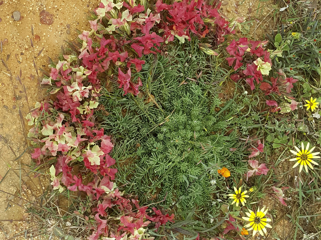 Mingenew旅游攻略图片