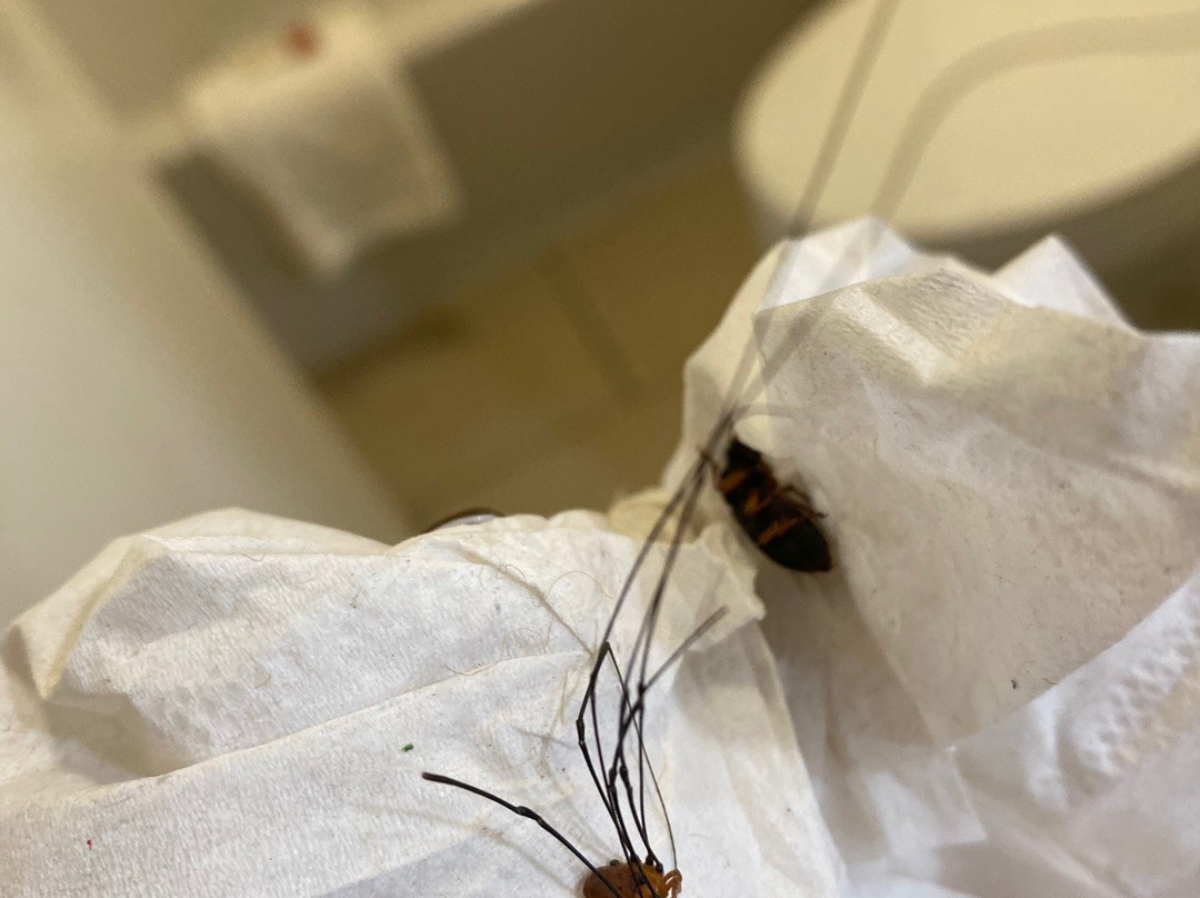 Super 8 by Wyndham Burlington NC主图