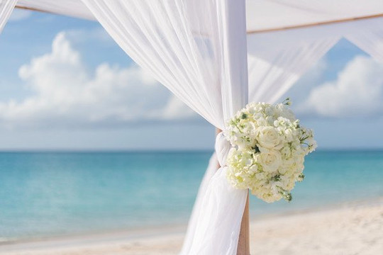 Flowers by EA-普罗维登西亚莱斯必去景点