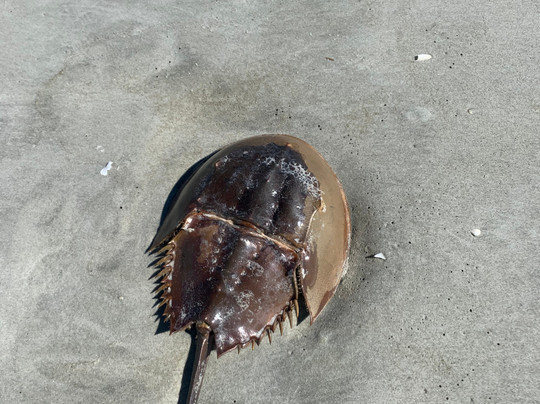 Glass Bottom Kayak Tours-美特尔海滩必去景点
