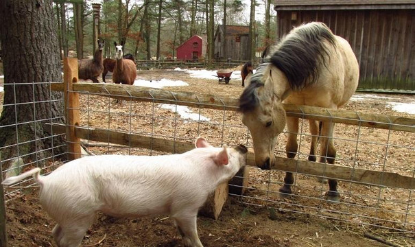 Winslow Farm Animal Sanctuary