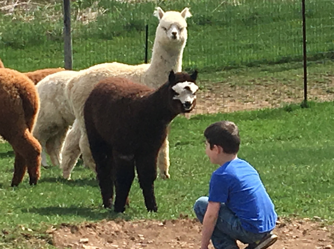 Kendall Creek Farms Alpacas景点图片